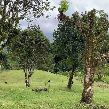 972B-Coin De Verdure Au Pied De La Montagne Pelee Le Morne-Rouge Buitenkant foto