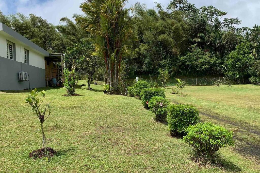 972B-Coin De Verdure Au Pied De La Montagne Pelee Le Morne-Rouge Buitenkant foto